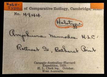 Media type: image;   Invertebrate Zoology OPH-4944 Description: Labels for this specimen included in the specimen tray.;  Aspect: labels